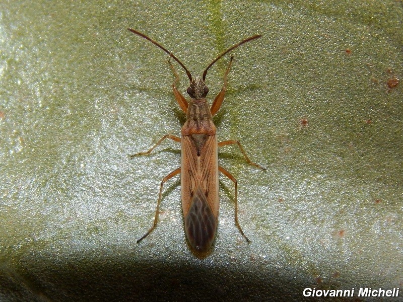 Rhyparochromidae : Paromius gracilis della Lombardia (MI)